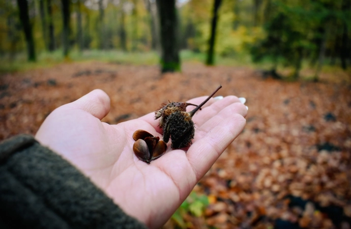 {Leśnicy prowadzą zbiory nasion buka zwyczajnego.}